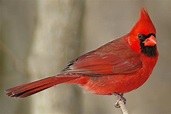 Northern Cardinal