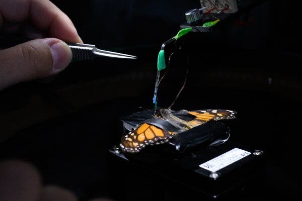 butterfly life cycle