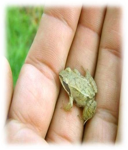 Wood Nymph butterfly