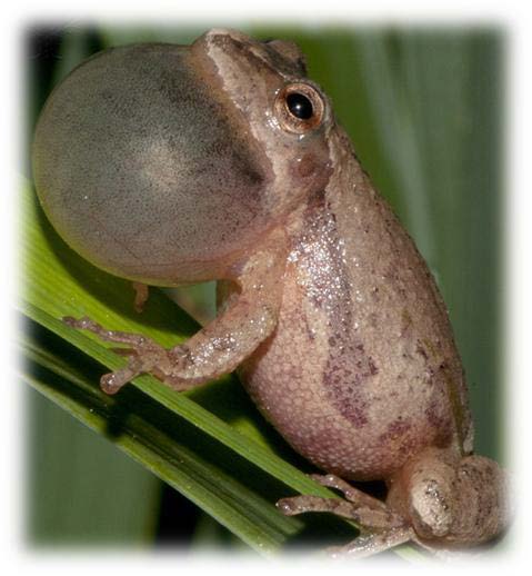 Wood Nymph butterfly